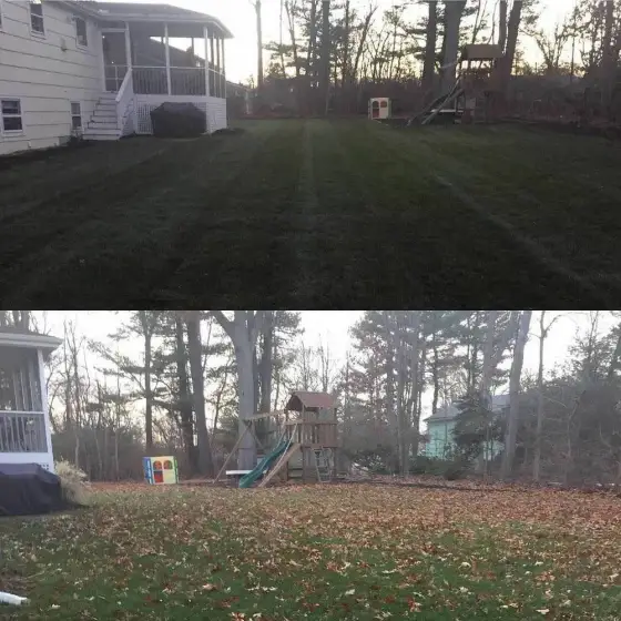 Leaf-covered lawn before and clean lawn after