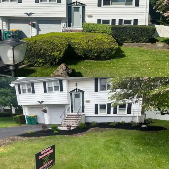 Overgrown shrubs before and trimmed front yard after