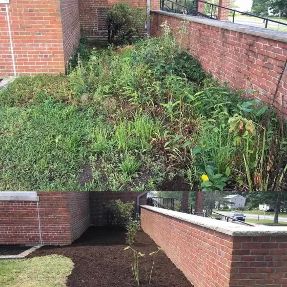 Weedy bed by a brick wall before and mulched bed after