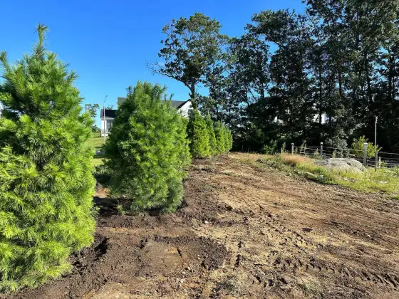 White pines planted along a freshly graded yard